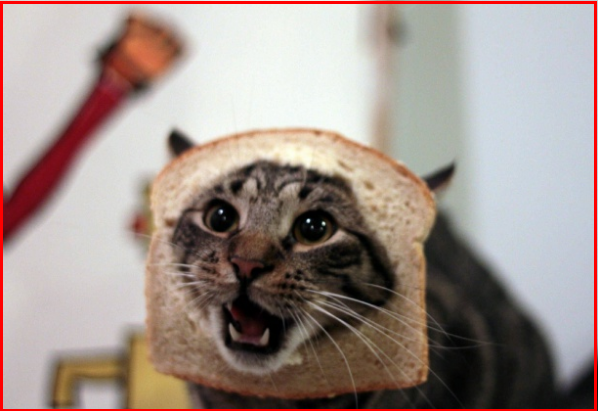 😻Котопозитивчик в День шутки🤗