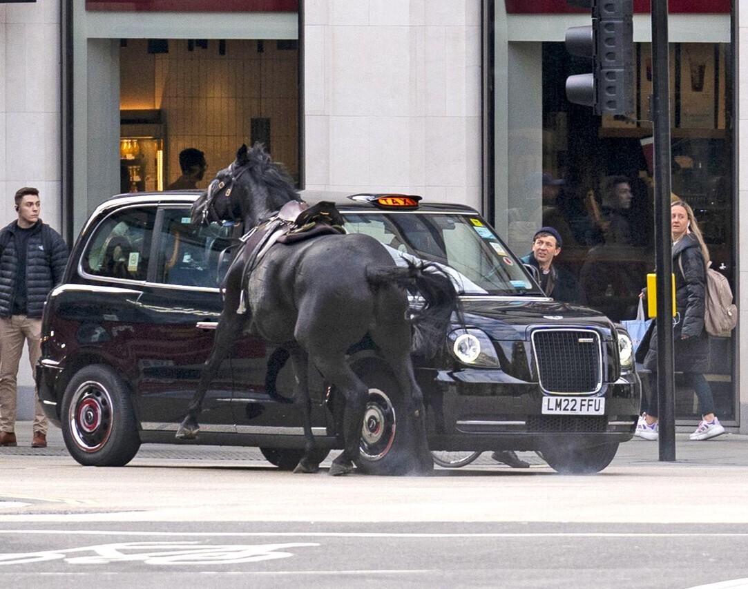 Трое сбежавших военных лошадей пойманы после безумного бега по Лондону