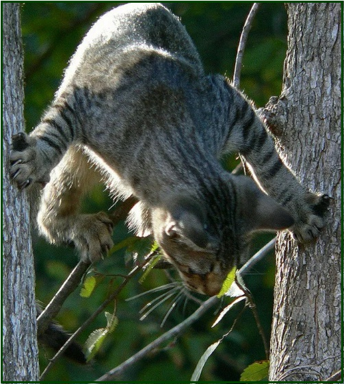 😻Котопозитивчик в День шутки🤗