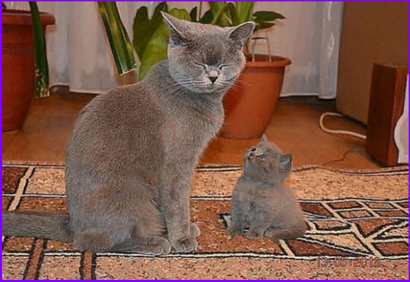 😻Котопозитивчик в День шутки🤗