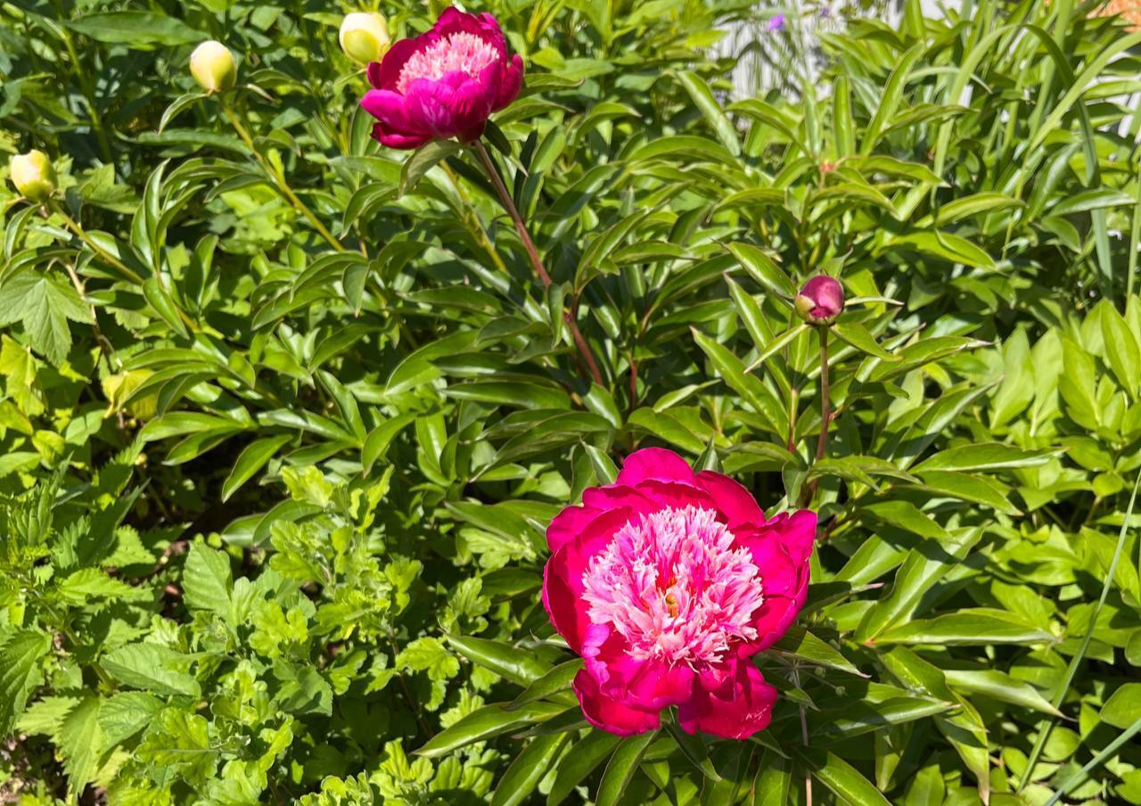 Жара в России 2024: что можно делать в жару и как избежать теплового удара?