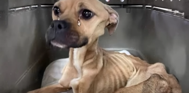 🐶 Год без еды? Звучит невероятно! Почему так получилось?