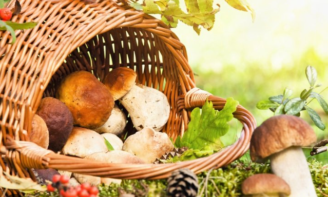 Сколько варить грибы? Солить их в начале варки, в конце или вообще не солить? Руководство по приготовлению!