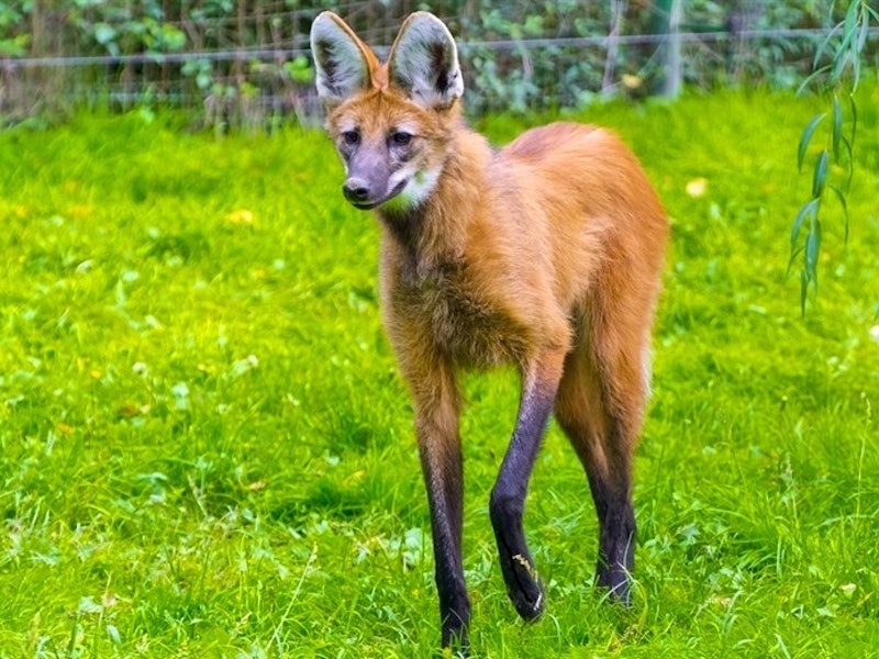 Самые странные животные нашей планеты ТОП-10