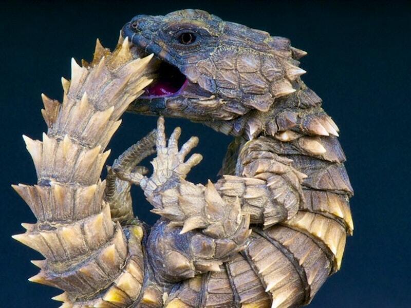 Самые странные животные нашей планеты ТОП-10