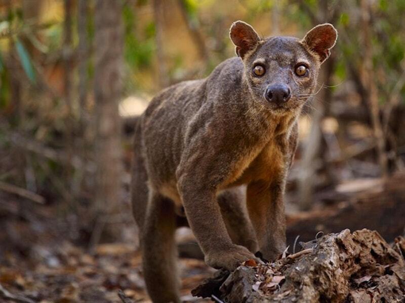 Самые странные животные нашей планеты ТОП-10