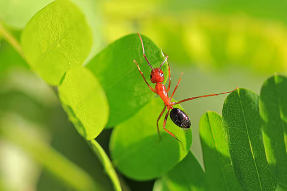 Муравьи ампутируют ноги своим товарищам, чтобы спасти им жизнь