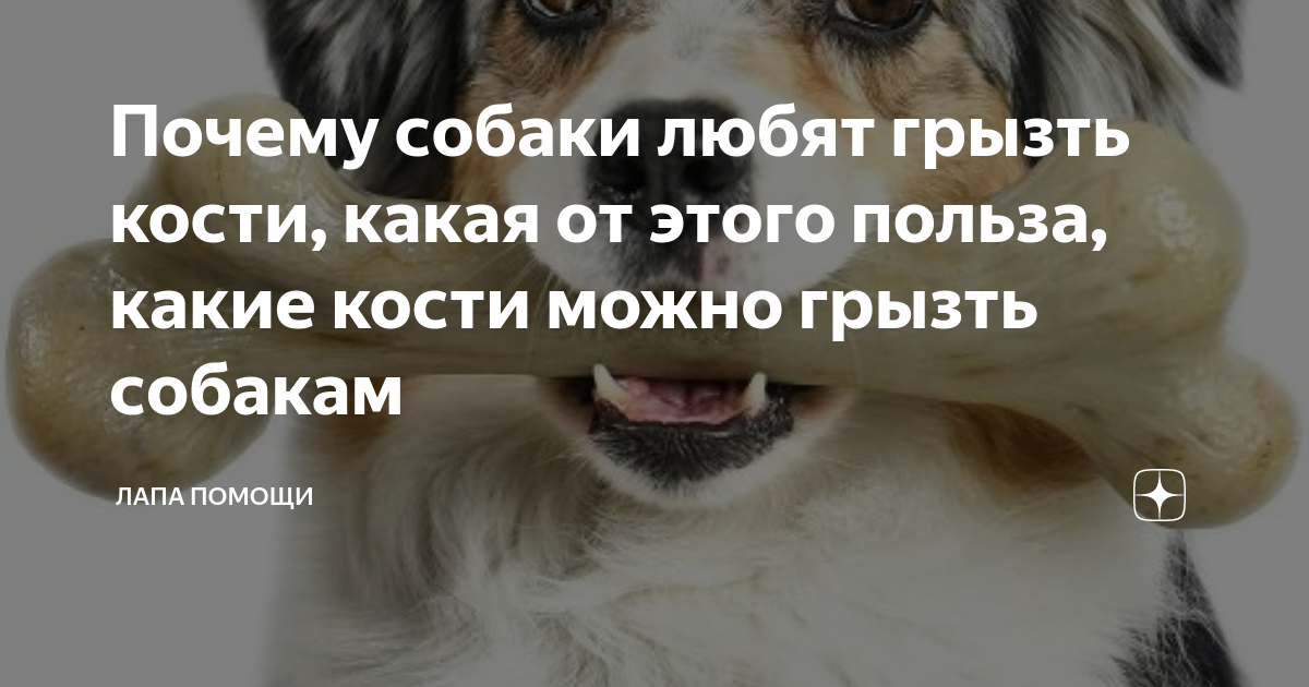 Почему щенки так любят грызть вещи. Почему щенки так любят грызть вещи
