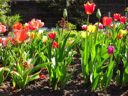 Когда сажать тюльпаны и как делать это правильно