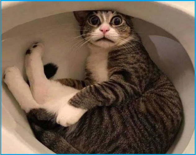 🤗Котопозитивчик пяти праздников❤️