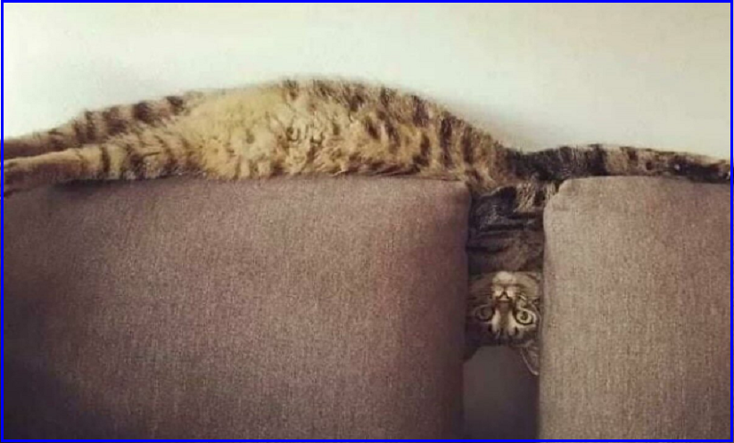 🤗Котопозитивчик пяти праздников❤️