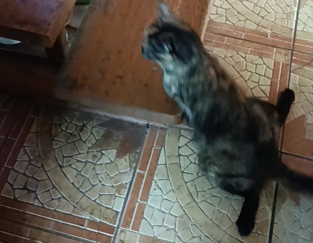 Человек располагающий/ Часть Вторая - "Закон Подлости"/ Драма "Песнь Кассандры". Акт 3. "Кладбище домашних животных?" - "Диагноз"