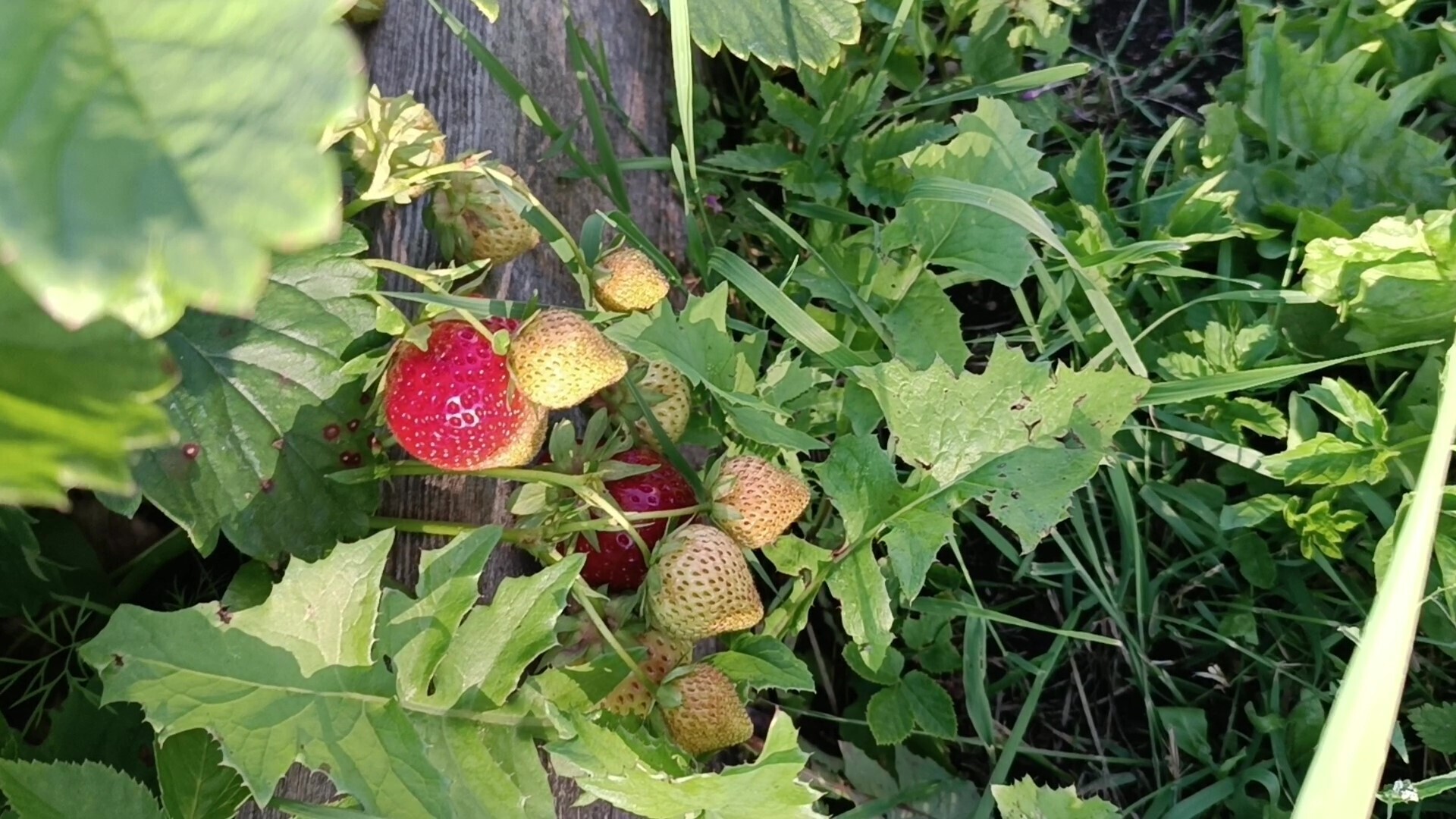 Человек располагающий/ Часть Вторая - "Закон Подлости"/ Драма "Песнь Кассандры". Акт 3. "Кладбище домашних животных?" - "Диагноз"