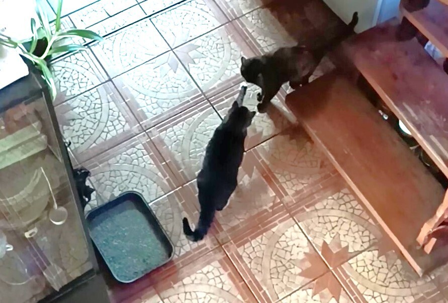 Человек располагающий/ Часть Вторая - "Закон Подлости"/ Драма "Песнь Кассандры". Акт 3. "Кладбище домашних животных?" - "Диагноз"