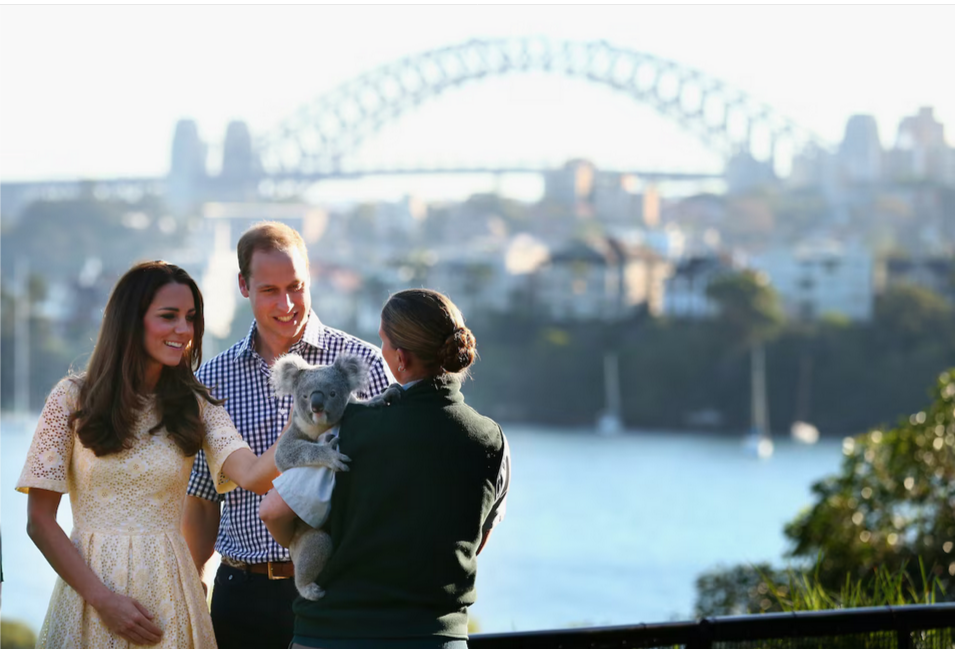 Жестоко ли обнимать коалу?