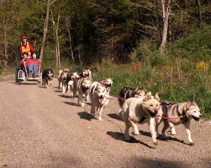 О стрессе, который испытывают животные, особенно в жару