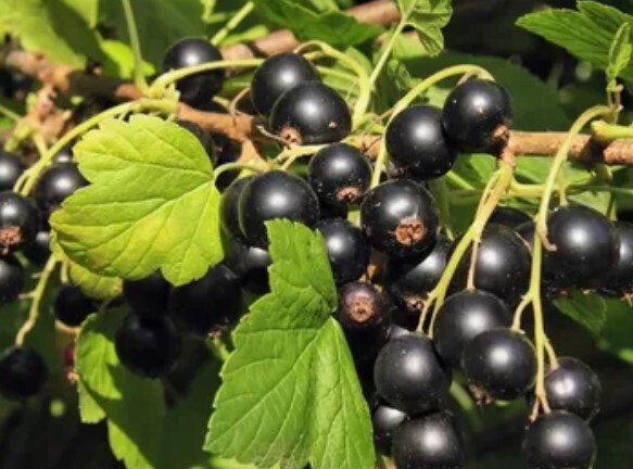 Неожиданно: Какая ягода является самой полезной для сосудов? Список ТОП-5. Вы удивитесь