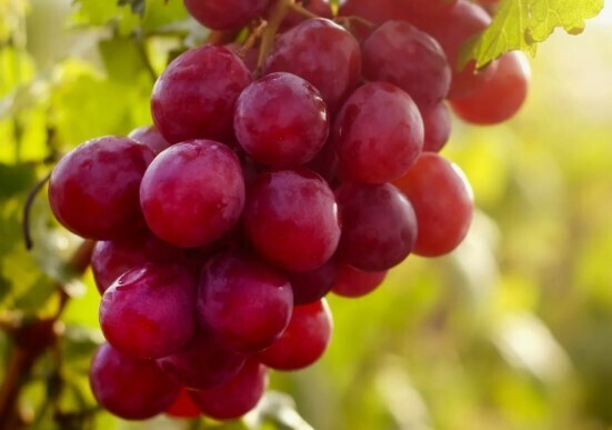 Неожиданно: Какая ягода является самой полезной для сосудов? Список ТОП-5. Вы удивитесь