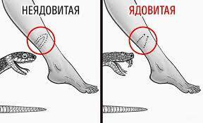 Как правильно — змеи «кусают» или «жалят»?