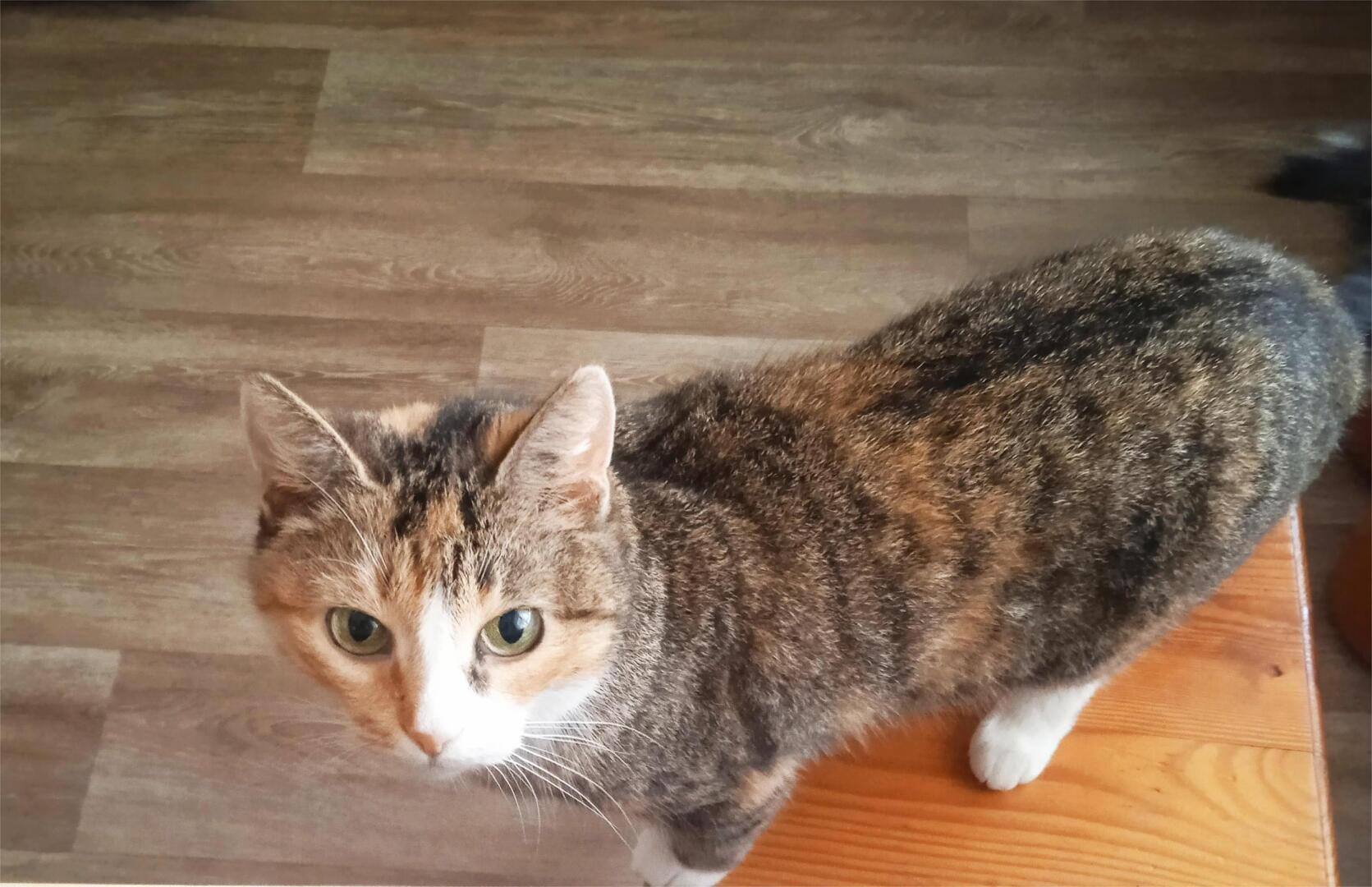 Волшебство кошек: Почему они так привлекательны и особенны?