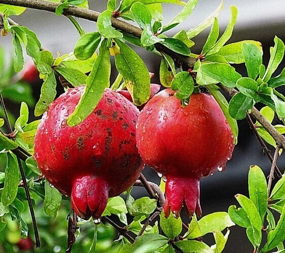 Неожиданно: Какая ягода является самой полезной для сосудов? Список ТОП-5. Вы удивитесь