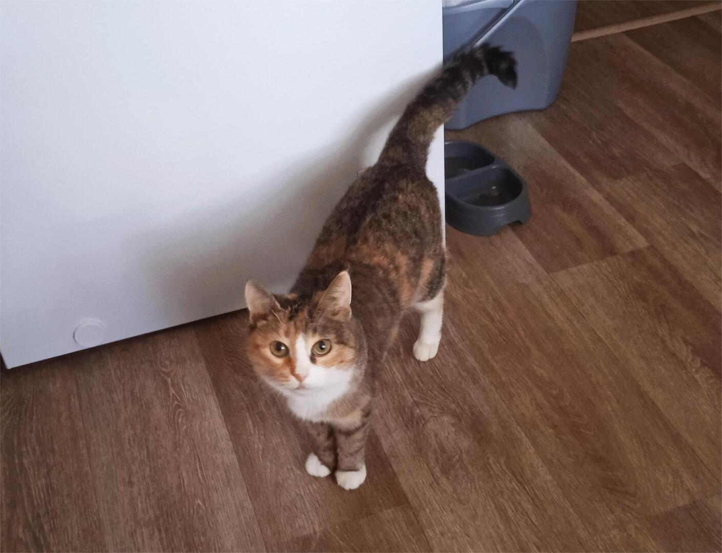 Волшебство кошек: Почему они так привлекательны и особенны?