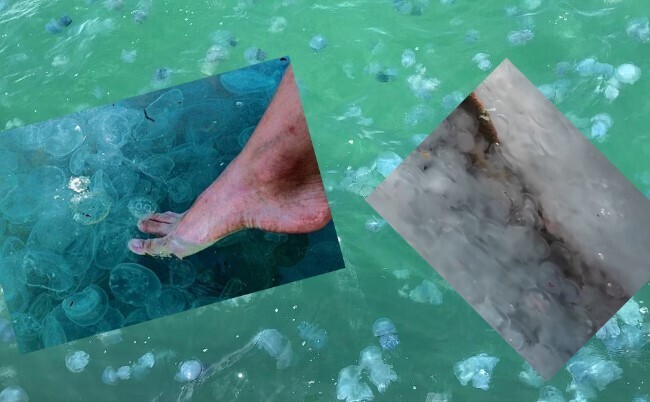 🛑Нужны заградительные сети: Что произошло на Азовском и Чёрном море?