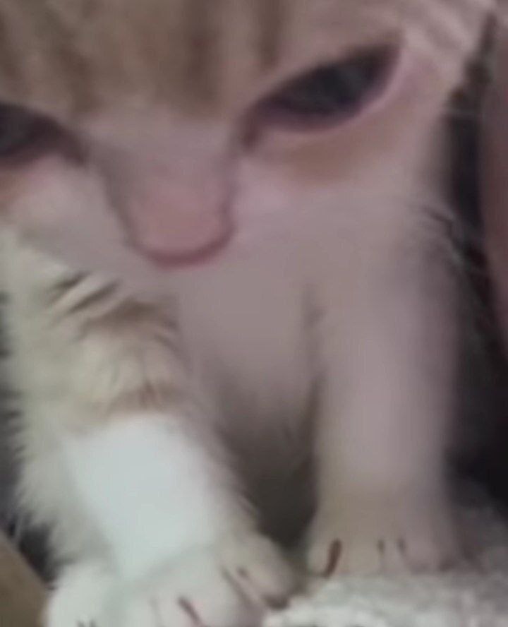 Какие продукты являются ядом для кошек?