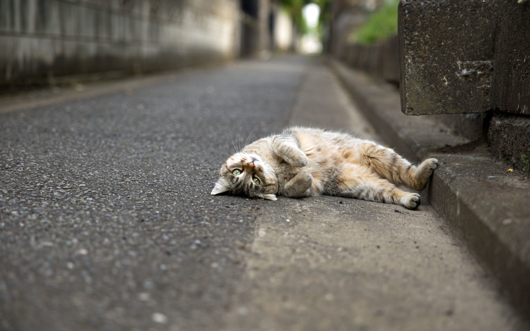 Если вы сбили кошку, или нашли сбитого кота возле дороги… Что делать?