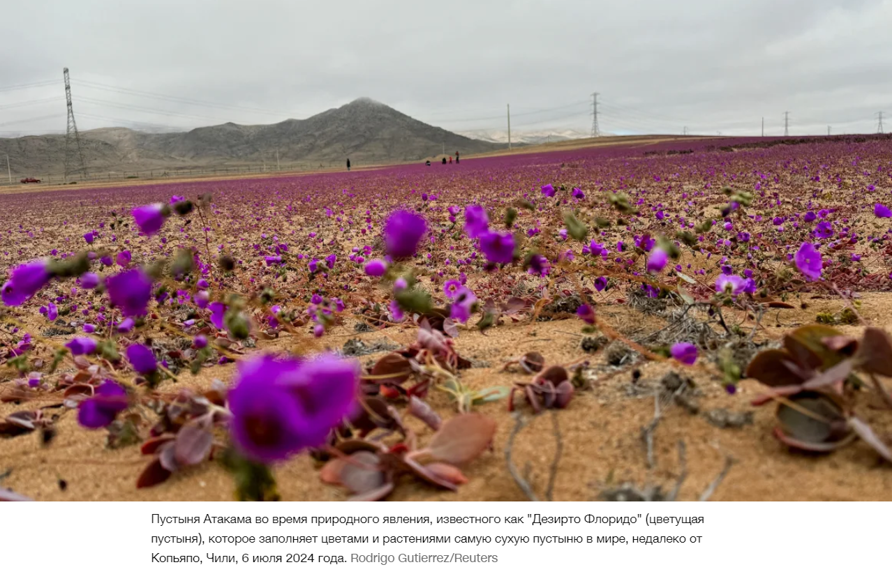 Самая сухая пустыня на планете в цвету