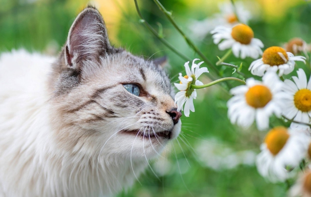 🤗Котопозитивчик РОМАШКОВЫЙ🌼