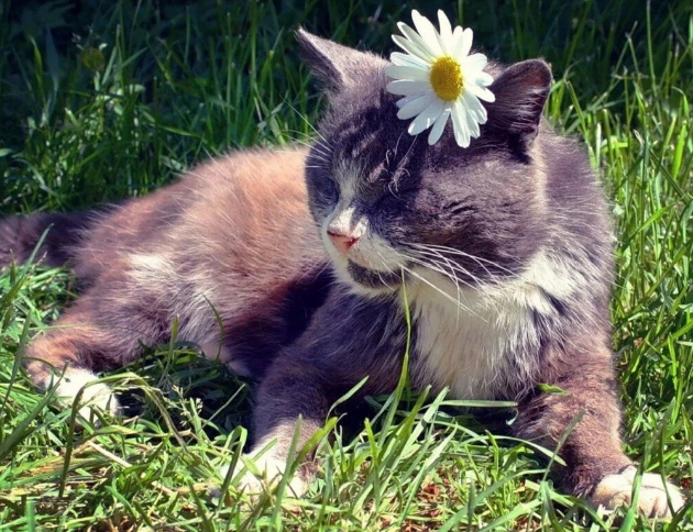 🤗Котопозитивчик РОМАШКОВЫЙ🌼