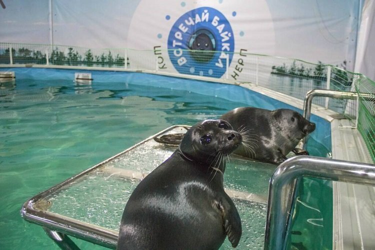 Листвянка, это место где дочь Ангара убегает от отца Байкала