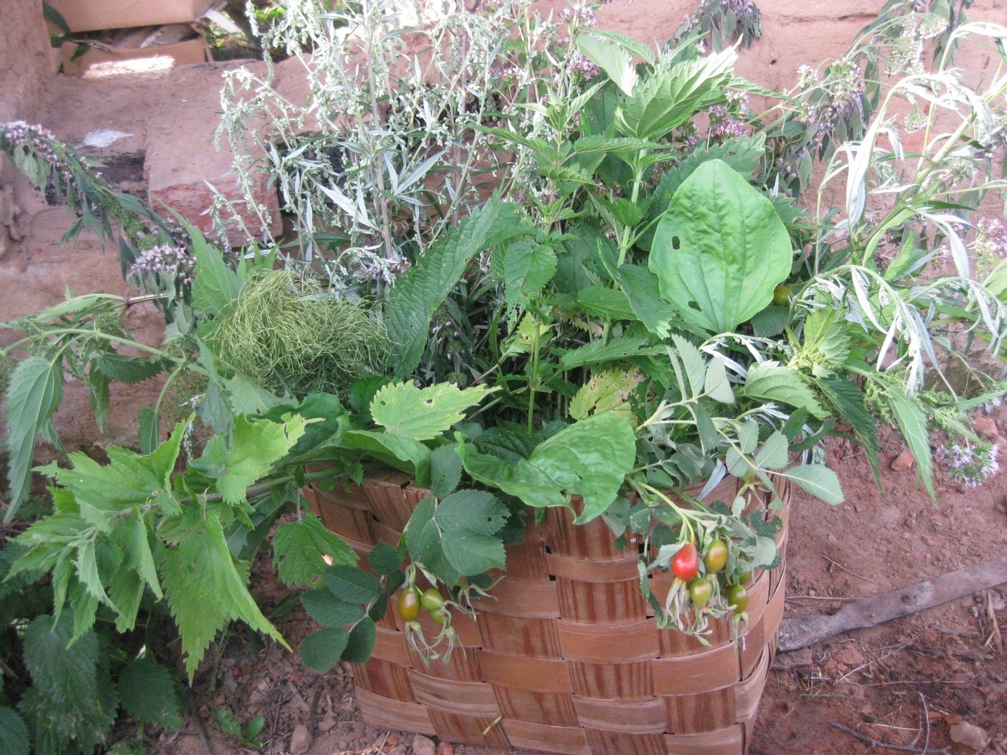 О том, как я начала собирать лекарственные травы и что из этого вышло