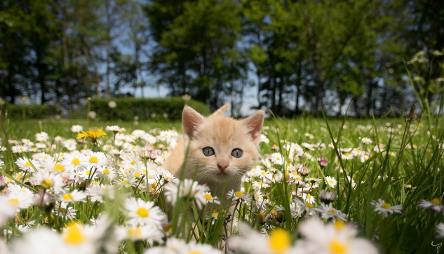 🤗Котопозитивчик РОМАШКОВЫЙ🌼