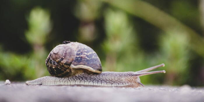 Почему улитки такие медленные?