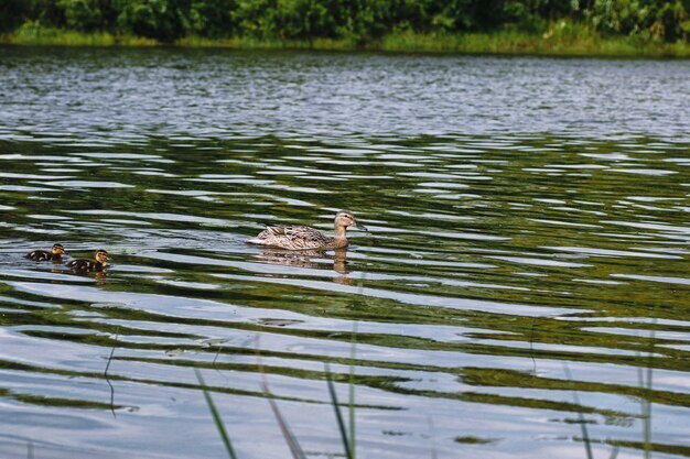Лето. Опасные простудные заболевания.
