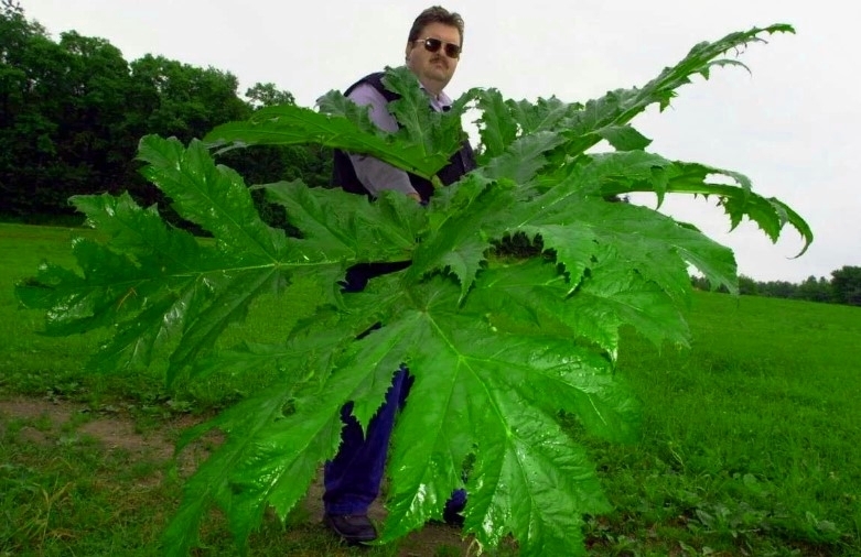 Не умеют бороться - будут штрафовать: новый законопроект для глав регионов по проблеме федерального масштаба