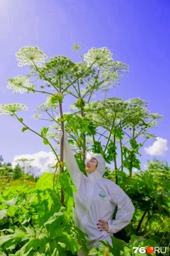 Не умеют бороться - будут штрафовать: новый законопроект для глав регионов по проблеме федерального масштаба