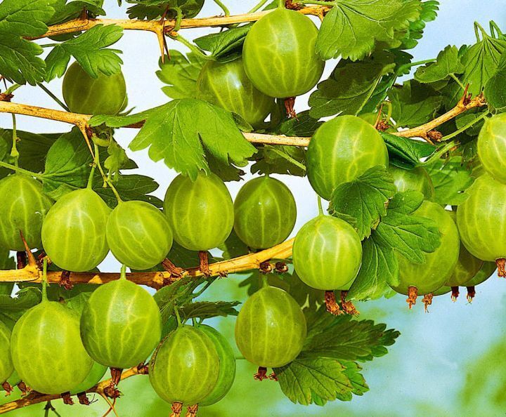 Секреты посадки крыжовника: пошаговое руководство и полезные советы