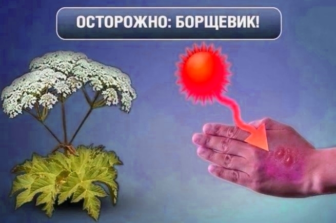 Не умеют бороться - будут штрафовать: новый законопроект для глав регионов по проблеме федерального масштаба