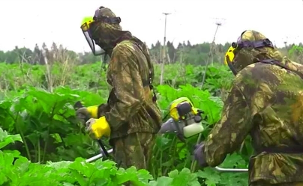 Не умеют бороться - будут штрафовать: новый законопроект для глав регионов по проблеме федерального масштаба