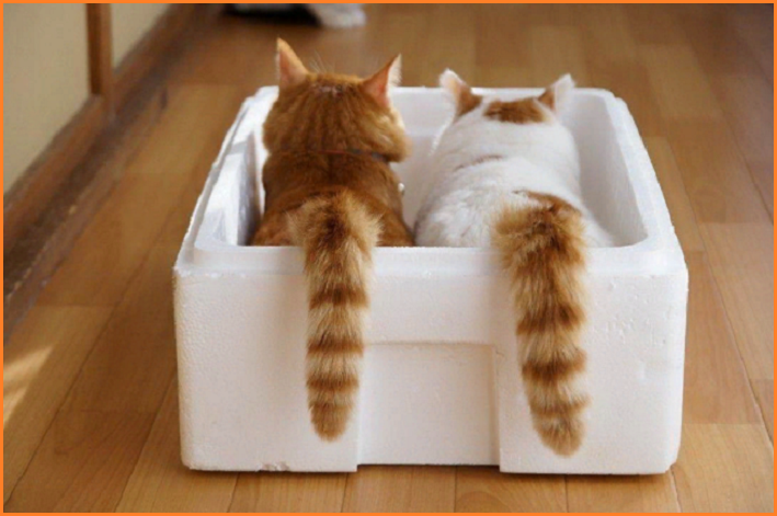 ✔️Котопозитивчик второго полулетия🤗