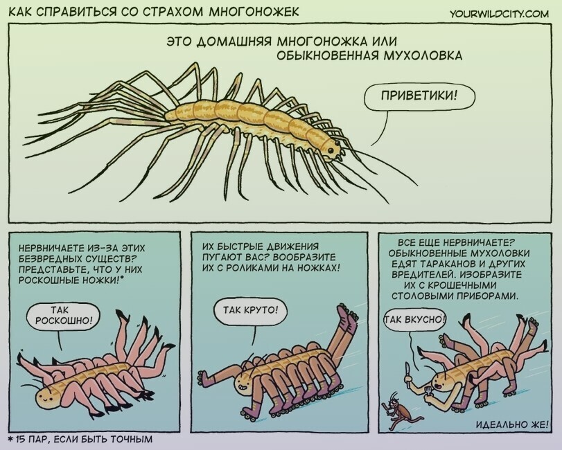 А вы убиваете мухоловок?