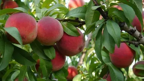 Персик и нектарин: различия и особенности