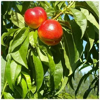 Персик и нектарин: различия и особенности