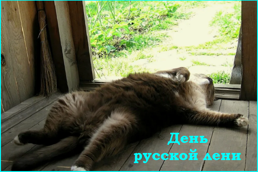 ✔️Котопозитивчик второго полулетия🤗