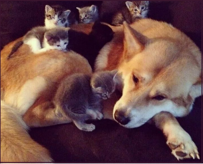 ✔️Котопозитивчик второго полулетия🤗