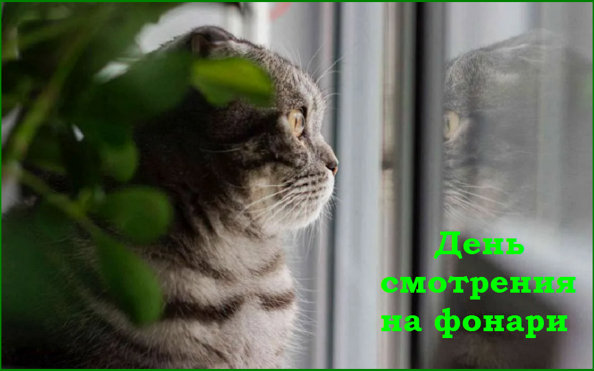 ✔️Котопозитивчик второго полулетия🤗