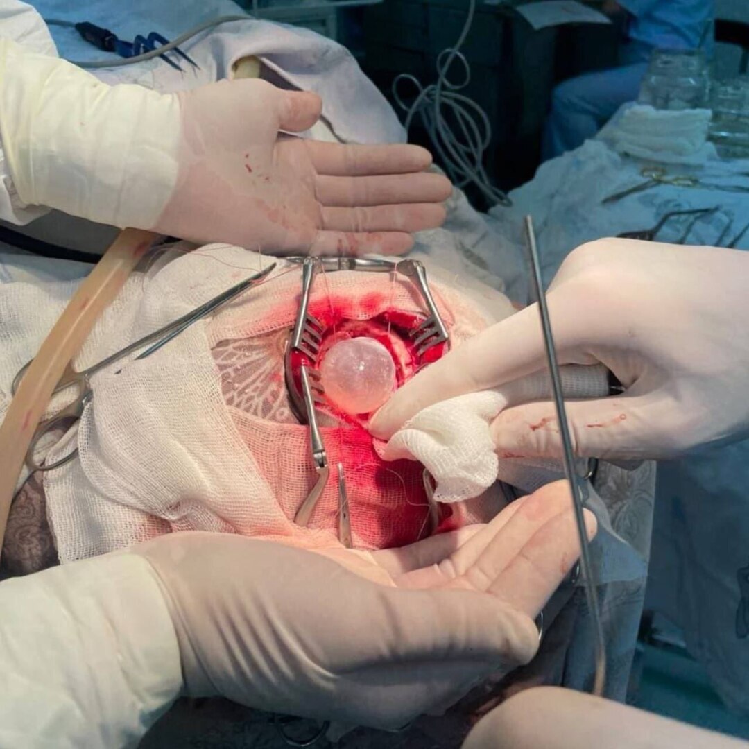 А вы целуете домашних животных живущих у вас дома?